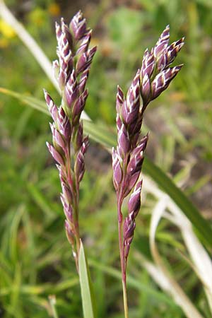 Poa alpina \ Alpen-Rispengras / Alpine Meadow Grass, F Col de la Bonette 8.7.2016