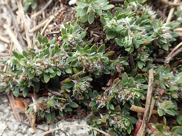 Paronychia polygonifolia \ Kn&ouml;terich-Nagelkraut / Knotgrass-Leaved Nailwort, F Pyren&auml;en/Pyrenees, Mont Llaret 31.7.2018