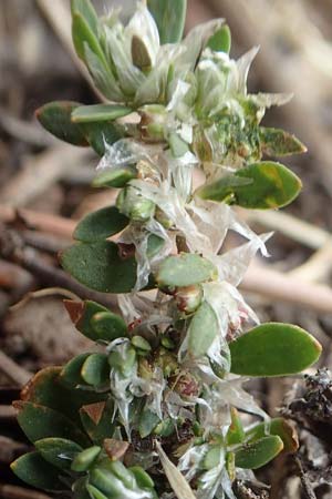 Paronychia polygonifolia \ Kn&ouml;terich-Nagelkraut / Knotgrass-Leaved Nailwort, F Pyren&auml;en/Pyrenees, Mont Llaret 31.7.2018