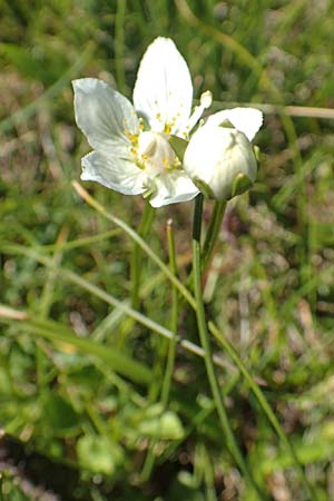 Parnassia palustris \ Sumpf-Herzblatt, Studentenrschen / Grass of Parnassus, F Pyrenäen/Pyrenees, Mont Louis 3.8.2018