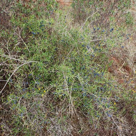 Phillyrea angustifolia \ Schmalblttrige Steinlinde / Narrow-Leaved Phillyrea, F Maures, La Garde Freinet 8.10.2021