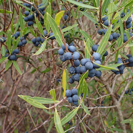 Phillyrea angustifolia \ Schmalblttrige Steinlinde / Narrow-Leaved Phillyrea, F Maures, La Garde Freinet 8.10.2021