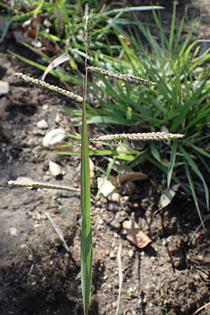 Paspalum dilatatum \ Brasilianische Hirse / Dallis Grass, F Maures, Les Mayons 8.10.2021