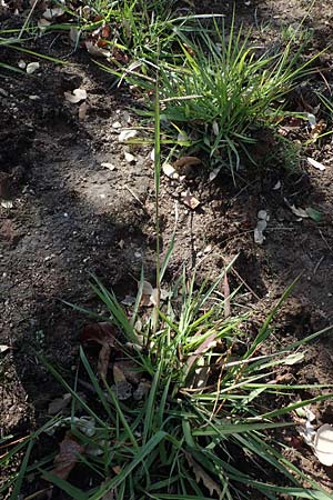 Paspalum dilatatum \ Brasilianische Hirse / Dallis Grass, F Maures, Les Mayons 8.10.2021