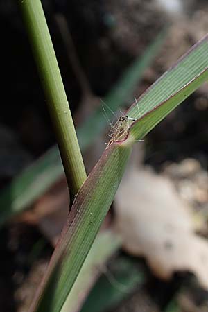 Paspalum dilatatum \ Brasilianische Hirse / Dallis Grass, F Maures, Les Mayons 8.10.2021