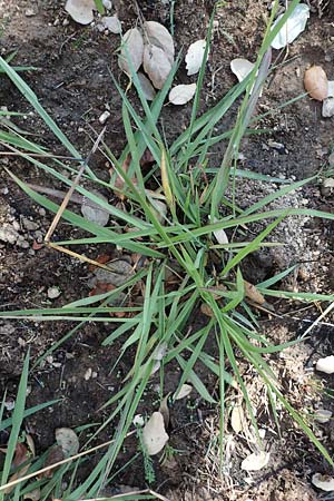Paspalum dilatatum \ Brasilianische Hirse / Dallis Grass, F Maures, Les Mayons 8.10.2021
