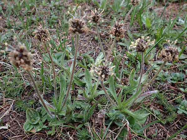 Plantago atrata subsp. fuscescens \ Br&auml;unlicher Wegerich / Brownish Plantain, F Col de Gleize 29.4.2023