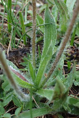 Plantago atrata subsp. fuscescens \ Br&auml;unlicher Wegerich / Brownish Plantain, F Col de Gleize 29.4.2023