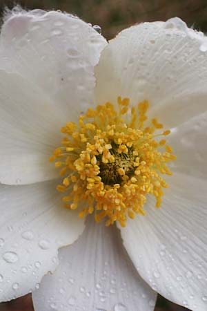 Pulsatilla alpina subsp. millefoliata \ Vielzipfelige Alpen-Kuhschelle / Manyleaf Western Alpine Pasque-Flower, F Molines-en-Queyras 30.4.2023
