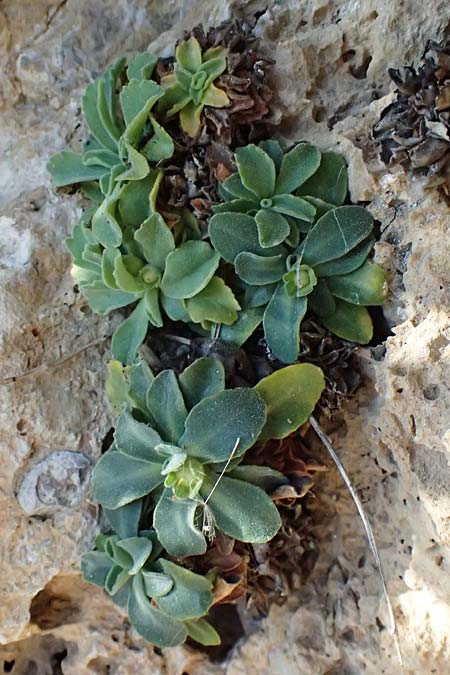 Primula allionii \ Allionis Primel / Allioni's Primrose, F Berghe Superieur 18.5.2026