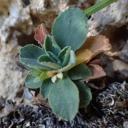 Primula allionii \ Allionis Primel / Allioni's Primrose, F Berghe Superieur 18.5.2026