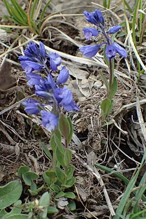 Polygala alpestris \ Voralpen-Kreuzblume, Berg-Kreuzbl�mchen / Alpine Milkwort, F L'Authion 18.5.2026