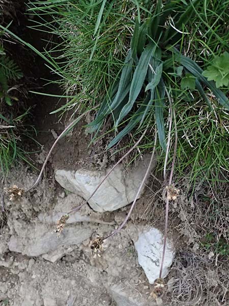 Plantago argentea \ Silber-Wegerich / Silver Plantain, F L'Authion 18.5.2026