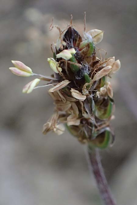Plantago argentea \ Silber-Wegerich / Silver Plantain, F L'Authion 18.5.2026