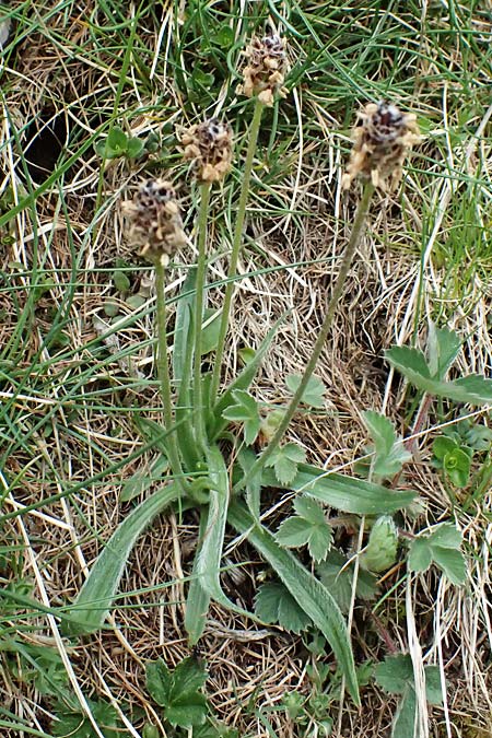 Plantago argentea \ Silber-Wegerich / Silver Plantain, F L'Authion 18.5.2026