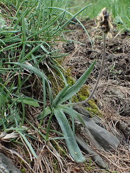 Plantago argentea \ Silber-Wegerich / Silver Plantain, F L'Authion 18.5.2026