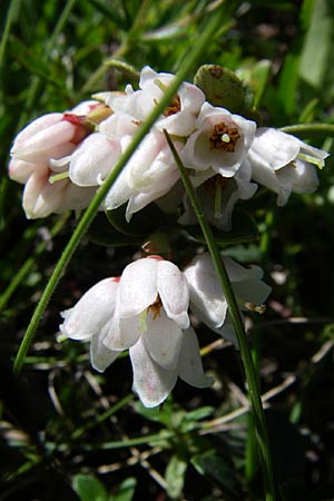 Vaccinium vitis-idaea \ Preiselbeere / Cowberry, Lingonberry, F Col de Saisies 21.6.2008
