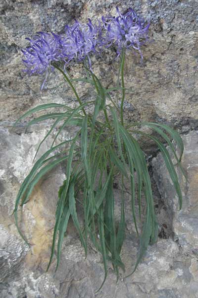 Phyteuma charmelii \ Charmeils Teufelskralle / Charmeil's Rampion, F Serres 10.6.2006
