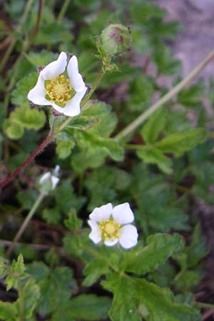 Potentilla corsica \ Korsika-Fingerkraut / Corsian Cinquefoil, F Col de Lautaret Botan. Gar. 28.6.2008