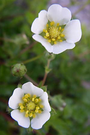Potentilla corsica \ Korsika-Fingerkraut / Corsian Cinquefoil, F Col de Lautaret Botan. Gar. 28.6.2008
