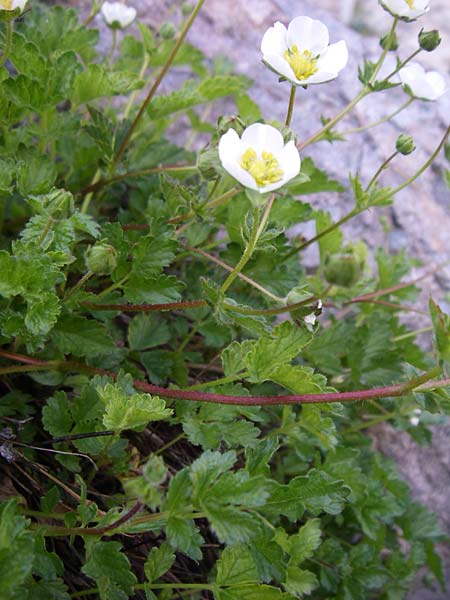 Potentilla corsica \ Korsika-Fingerkraut / Corsian Cinquefoil, F Col de Lautaret Botan. Gar. 28.6.2008