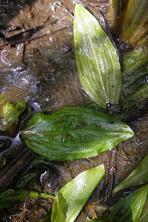 Potamogeton coloratus \ Gefrbtes Laichkraut, Buntes Laichkraut / Fen Pontweed, F Wissembourg 10.7.2010
