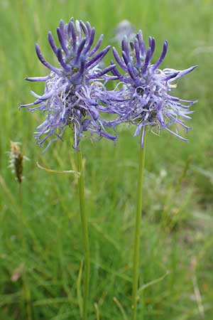 Phyteuma charmelii \ Charmeils Teufelskralle / Charmeil's Rampion, F Col de la Bonette 8.7.2016