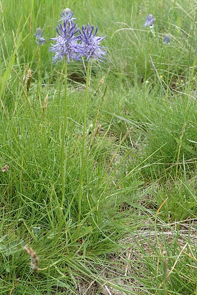 Phyteuma charmelii \ Charmeils Teufelskralle / Charmeil's Rampion, F Col de la Bonette 8.7.2016