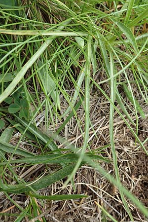 Phyteuma charmelii \ Charmeils Teufelskralle / Charmeil's Rampion, F Col de la Bonette 8.7.2016