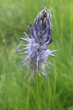 Phyteuma charmelii \ Charmeils Teufelskralle / Charmeil's Rampion, F Col de la Bonette 8.7.2016