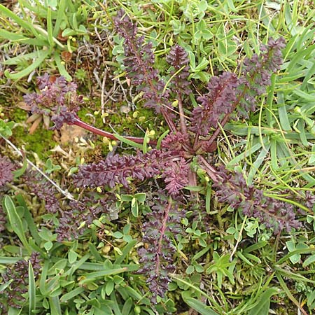 Pedicularis kerneri \ B&uuml;ndner L�usekraut, Kerners L�usekraut / Kerner's Lousewort, F Col de la Bonette 8.7.2016
