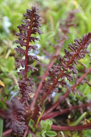 Pedicularis kerneri \ B&uuml;ndner L�usekraut, Kerners L�usekraut / Kerner's Lousewort, F Col de la Bonette 8.7.2016