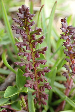 Pedicularis kerneri \ B&uuml;ndner L�usekraut, Kerners L�usekraut / Kerner's Lousewort, F Col de la Bonette 8.7.2016