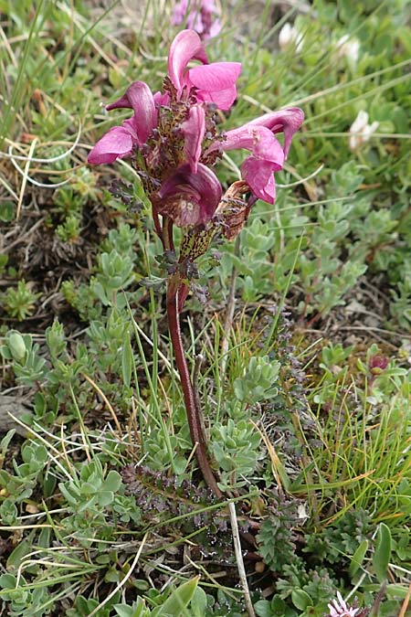Pedicularis kerneri \ B&uuml;ndner L�usekraut, Kerners L�usekraut / Kerner's Lousewort, F Col de la Bonette 8.7.2016