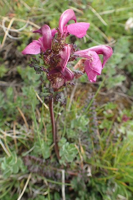 Pedicularis kerneri \ B&uuml;ndner L�usekraut, Kerners L�usekraut / Kerner's Lousewort, F Col de la Bonette 8.7.2016