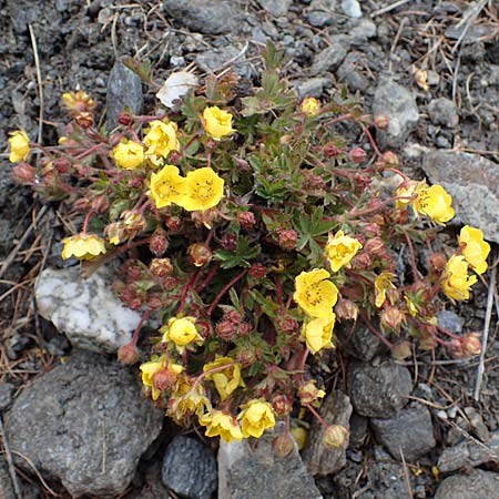 Potentilla crantzii \ Zottiges Fingerkraut / Alpine Cinquefoil, F Queyras, Fontgillarde 30.4.2023