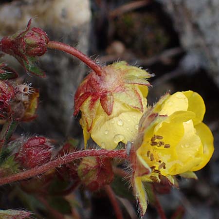 Potentilla crantzii \ Zottiges Fingerkraut / Alpine Cinquefoil, F Queyras, Fontgillarde 30.4.2023