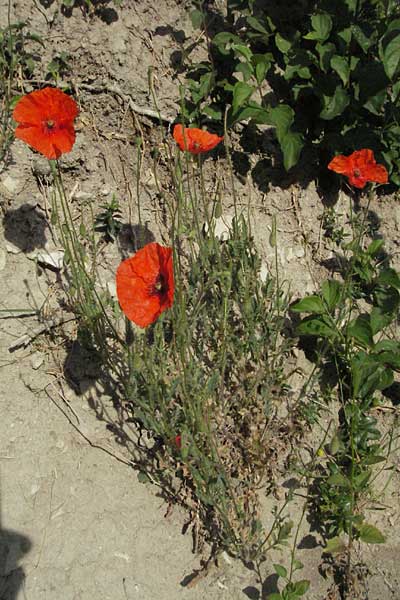 Papaver dubium subsp. confine \ Verkannter Saat-Mohn / Long-Headed Poppy, F Les Baux 10.6.2006