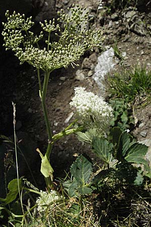 Peucedanum ostruthium \ Meisterwurz / Masterwort, F Pyrenäen/Pyrenees, Eyne 9.8.2006