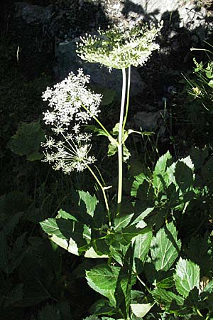 Peucedanum ostruthium \ Meisterwurz / Masterwort, F Pyrenäen/Pyrenees, Eyne 9.8.2006