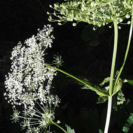 Peucedanum ostruthium \ Meisterwurz / Masterwort, F Pyrenäen/Pyrenees, Eyne 9.8.2006
