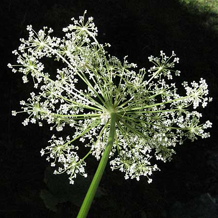 Peucedanum ostruthium \ Meisterwurz / Masterwort, F Pyrenäen/Pyrenees, Eyne 9.8.2006