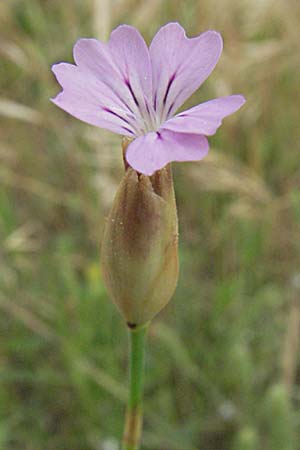 Petrorhagia nanteuilii \ Nanteuils Felsennelke / Childing Pink, F Camargue 13.5.2007