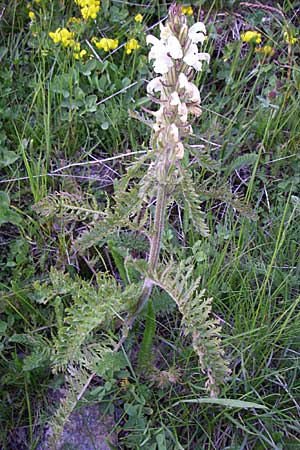 Pedicularis comosa \ Schopfiges L�usekraut / Common Crested Lousewort, F Col du Galibier 21.6.2008