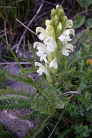 Pedicularis comosa \ Schopfiges L�usekraut / Common Crested Lousewort, F Col du Galibier 21.6.2008