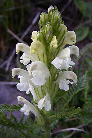 Pedicularis comosa \ Schopfiges L�usekraut / Common Crested Lousewort, F Col du Galibier 21.6.2008
