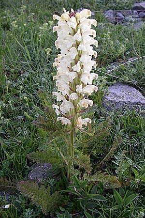 Pedicularis comosa \ Schopfiges L�usekraut / Common Crested Lousewort, F Col de Granon 22.6.2008