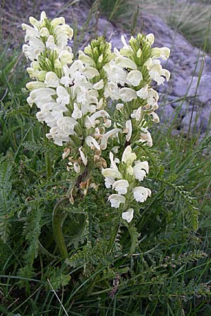 Pedicularis comosa \ Schopfiges L�usekraut / Common Crested Lousewort, F Col de Granon 22.6.2008