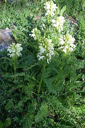 Pedicularis comosa \ Schopfiges L�usekraut / Common Crested Lousewort, F Col de Gleize 22.6.2008