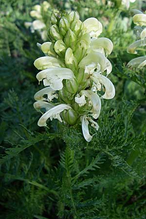 Pedicularis comosa \ Schopfiges L�usekraut / Common Crested Lousewort, F Col de Gleize 22.6.2008